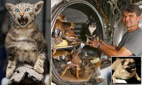 Freeze dried pet food photo: Owners Spend Thousands Freeze Drying Their Cats And Dogs Daily Mail Online