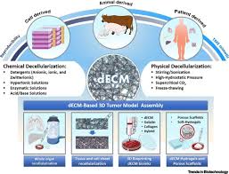 For the most part, animals lack an extracellular matrix. Decellularized Extracellular Matrix For Bioengineering Physiomimetic 3d In Vitro Tumor Models Trends In Biotechnology