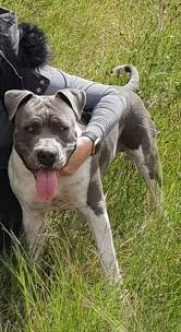 Find american staffordshire terriers for sale in baltimore on oodle classifieds. Amstaff Puppies For Sale Blue And Black Bloemfontein American Staffordshire Terrier Puppies Dog Breeders Gallery 107170