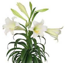 We did not find results for: Boulevard Florist Wholesale Florist And Flowers In Los Angeles