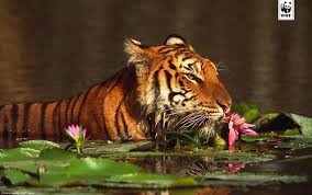 In Me The Tiger Sniffs The Rose Siegfried Sasson Or In This Case The Lotus Animal Planet Big Cats Animals