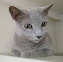 How to Identify a Russian Blue: 12 Steps (with Pictures ...