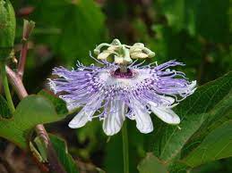 Passionflower Dose Children Effects Used Effect Women Definition Purpose