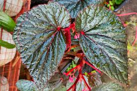 Image result for Begonia
