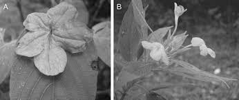 Image result for Acanthopale confertiflora