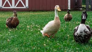 Check spelling or type a new query. 12 Arti Mimpi Tentang Bebek Mewakili Keberuntungan Ragam Bola Com
