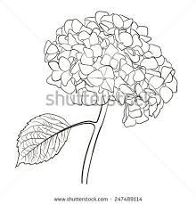 Image Result For Black And White Clip Art Hydrangea Flower Drawing Clip Art Art