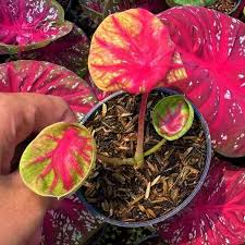 Image result for Caladium
