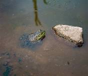 Kids’ Day: Backyard Critters at the Inland Bays Garden Center