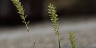 Image result for Tragus pedunculatus