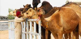 Camel milk sure has its benefits. Camel Milk Archives Green Prophet