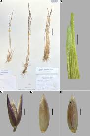Image result for Agrostis quinqueseta