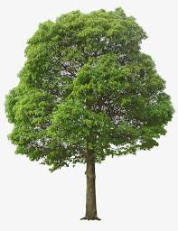 After uploading, acrobat automatically converts the file. Tree Png Images Download 89000 Tree Png Resources With Transparent Background