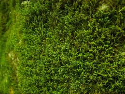 Best Ways To Get Rid Of Moss Plant Wallpaper Moss Moss Plant