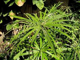 Image result for Priva flabelliformis