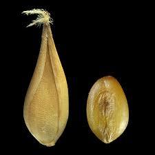 Image result for Cenchrus biflorus