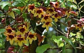 We did not find results for: Using Georgia Native Plants Supporting Hummingbirds