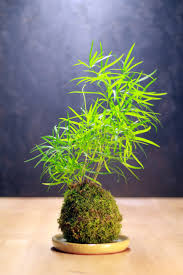Pin De Nenesse Seguin Em Kokedama Jardinagem E Paisagismo Dicas De Jardinagem Jardim De Musgo
