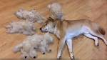 Do Shiba Inus Shed? - My First Shiba Inu