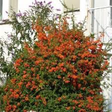 Image result for Pyracantha coccinea golden charmer