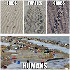 Image result for Muhurraq 2012 Cygnet