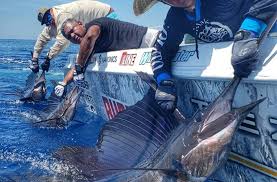 Image result for sailfish