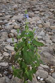 Image result for Haumaniastrum glabrifolium