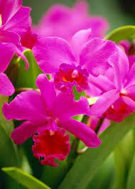 Pink Cattleya Orchids Greeting Card For Sale By Allan Seiden Printscapes Orchid Flower Cattleya Orchid Beautiful Orchids