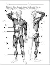 Muscles that move the head anterior. Muscular System Skeletal And Muscular System Muscular System Human Muscular System