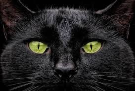 Whether cats really have magical powers or not, it is undeniable that every cat is an individual; 189 Creative Names For Black Cats Lovetoknow