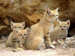 Maman Chat Des Sables Et Ses 3 Bebes 1 Mois Et Demi Sand Cat Cats Wild Cats