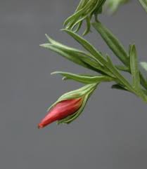 Image result for Menodora heterophylla