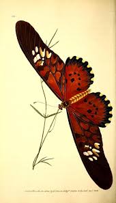 Pin On Insect Illustrations