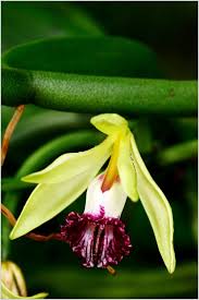 Image result for Vanilla polylepis