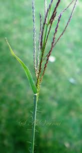 Image result for Dinebra