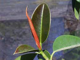 During the dormant season, your plant may only need water once or twice a month. Rubber Plant Facts And Health Benefits