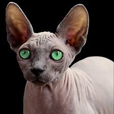 I produce sphynx kittens year round. 15 Reasons To Buy A Sphynx Cat Petskb