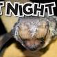 Bat Night At the Zoo