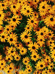 Black And Yellow Flowers Wallpaper Black Eyed Susan 3 Wallpaper Beautiful Yellow Flowers Flower Yellow Nature Wallpaper Black Eyed Susan Yellow Flowers Flowers