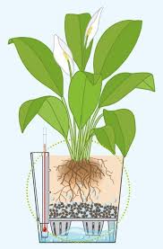 How Do Self Watering Planters Work Hooks Lattice Blog Diy Self Watering Planter Self Watering Planter Hydroponics Diy 512 likes · 36 talking about this.