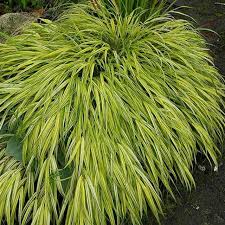 Image result for Microchloa afra
