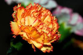 50 arancione Garofano Dianthus Caryophyllus Chabaud doppio - Etsy Italia
