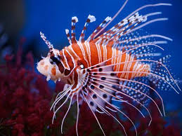 Di bahagian atas ada corak berwarna kuning kemerahan.sementara di bahagian tapak, berwarna putih. 15 Hidupan Laut Ideas Haiwan Peliharaan