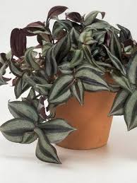 горшечные растения комнатные цветы фото и названия и уход за ними Komnatnye Liany Foto I Nazvaniya Sadovodka Komnatnye Rasteniya Komnatnye Cvety Rasteniya