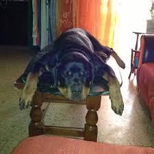 We have the best / largest purebred rottweiler puppies for sale in texas. 900 Rottweilers Ideas In 2021 Rottweiler Rottweiler Puppies Rottweiler Love