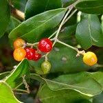 Image result for Cassinopsis