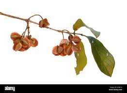 Image result for Combretum apiculatum