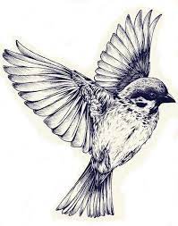 novosti sparrow tattoo bird art print bird drawings