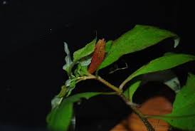 Image result for Hygrophila cataractae