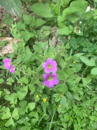 Image result for Oxalis latifolia